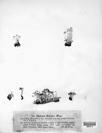 Cladonia botrytes image